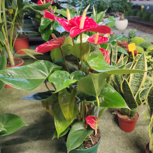 Vivai Frediani Piante Vere - Anthurium Pianta Vera da Interno della  categoria Piante Ornamentali Piante da Appartamento e Piante Arredo Bagno.  Vaso 14 - Vivaio Annese