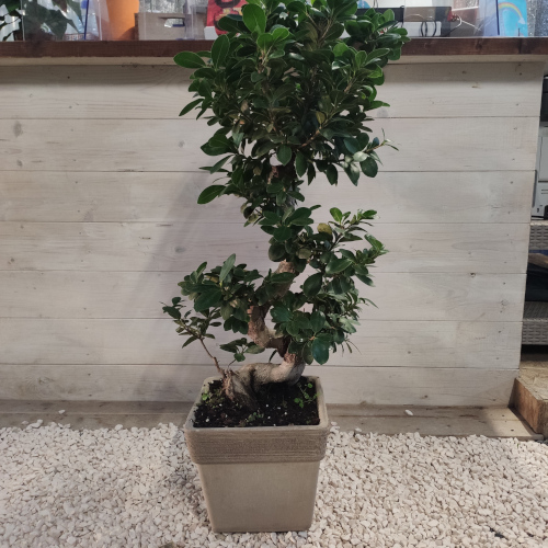 Bonsai Ginseng esemplare - Casa delle Piante